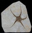 Large, Wide Ophiura Brittle Star Fossil #37036-1